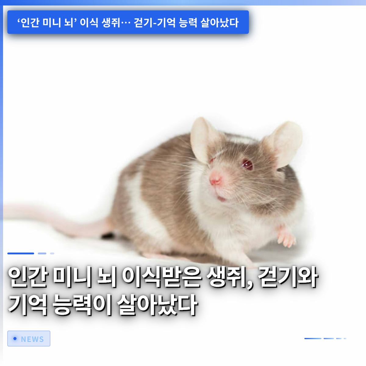 ヒトのミニ脳を移植されたマウス、歩行と記憶能力が復活