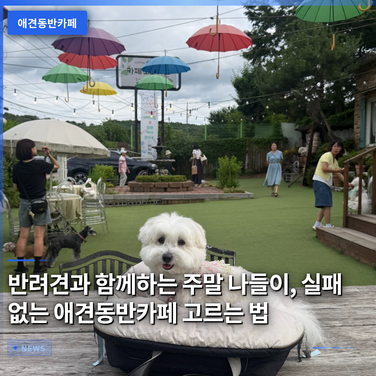 반려견과 함께하는 주말 나들이, 실패 없는 애견동반카페 고르는 법