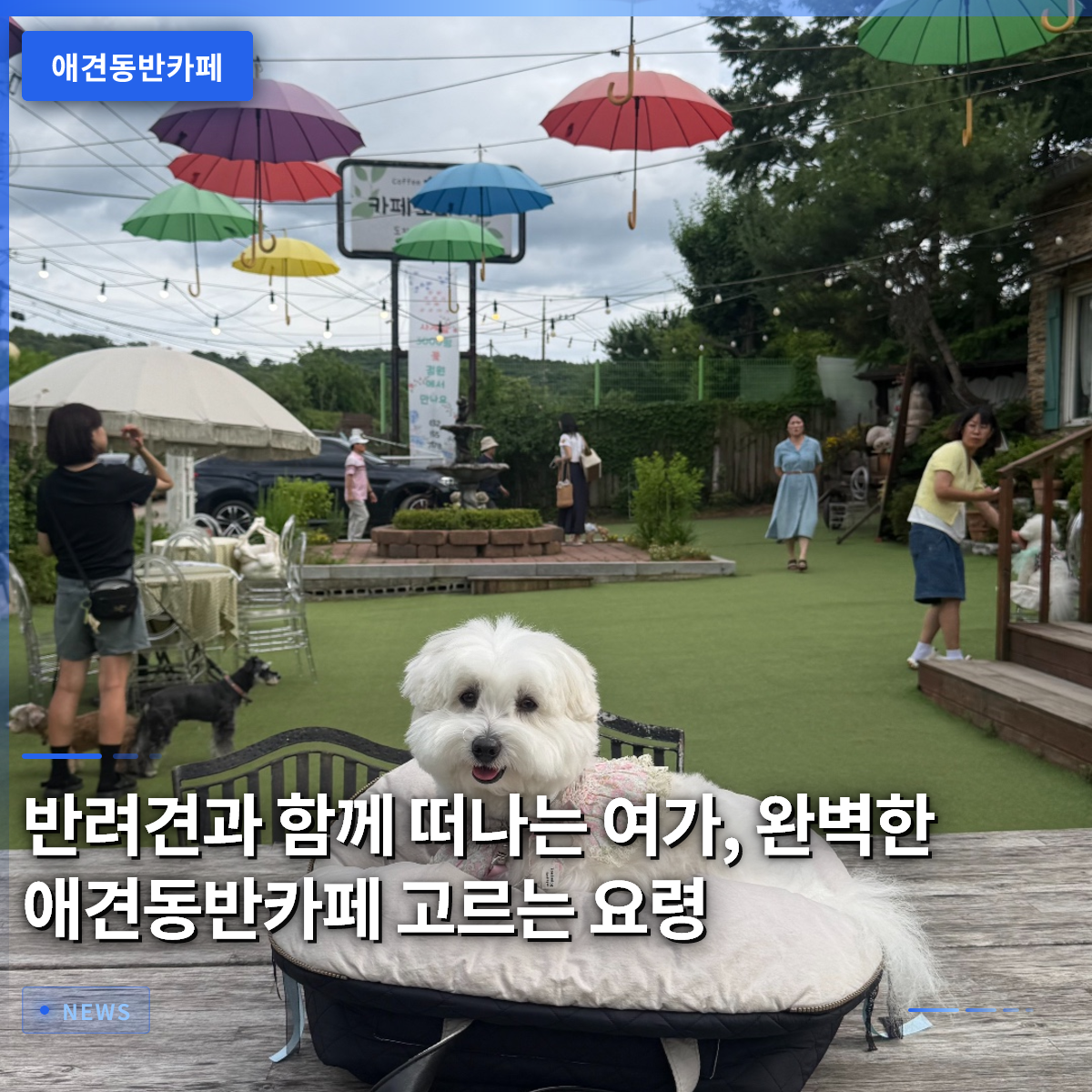 愛犬と楽しむレジャー、完璧なペット同伴カフェの選び方のコツ