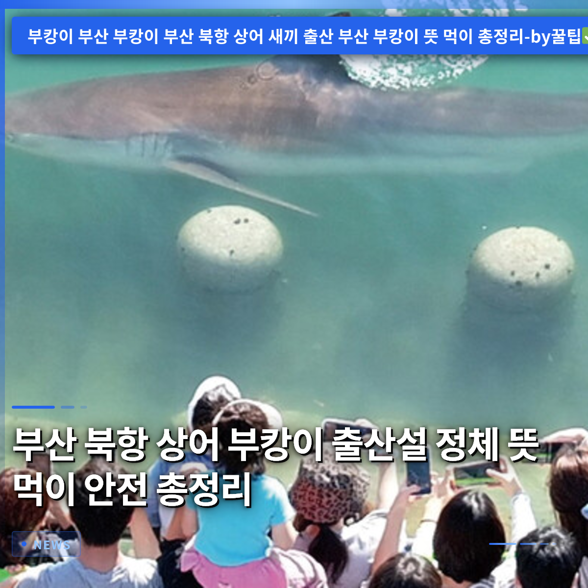 Busan North Port Shark Busan North Port Shark